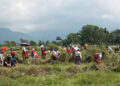 Rising volunteer spirit powers third phase of works in Gelephu Mindfulness City
