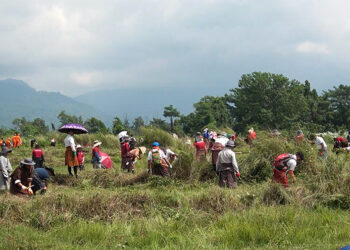 Rising volunteer spirit powers third phase of works in Gelephu Mindfulness City
