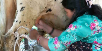 Dairy group empowers women in Pema Gatshel’s Shumar Gewog transforming livelihoods