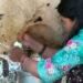 Dairy group empowers women in Pema Gatshel’s Shumar Gewog transforming livelihoods