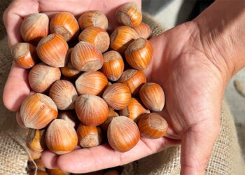 Hazelnut yield reaches record high, company raises concerns over side selling
