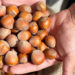 Hazelnut yield reaches record high, company raises concerns over side selling