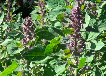 Access to market spurs quinoa farming in Bartsham
