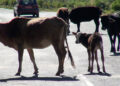 Cattle roaming freely pose risk to travellers along Wamrong-Yonphula highway, Trashigang