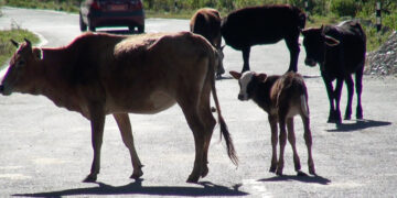 Cattle roaming freely pose risk to travellers along Wamrong-Yonphula highway, Trashigang