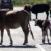 Stray cattle pose risk along Wamrong-Yonphula highway