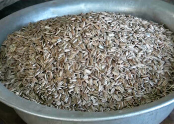 Pema Gatshel’s Khar powers half of Bhutan’s sunflower yield, requests bigger extraction machines