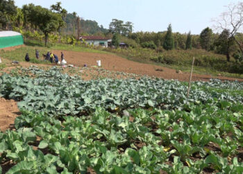 Nearly 2,000 farmers receive concessional loans under ESP