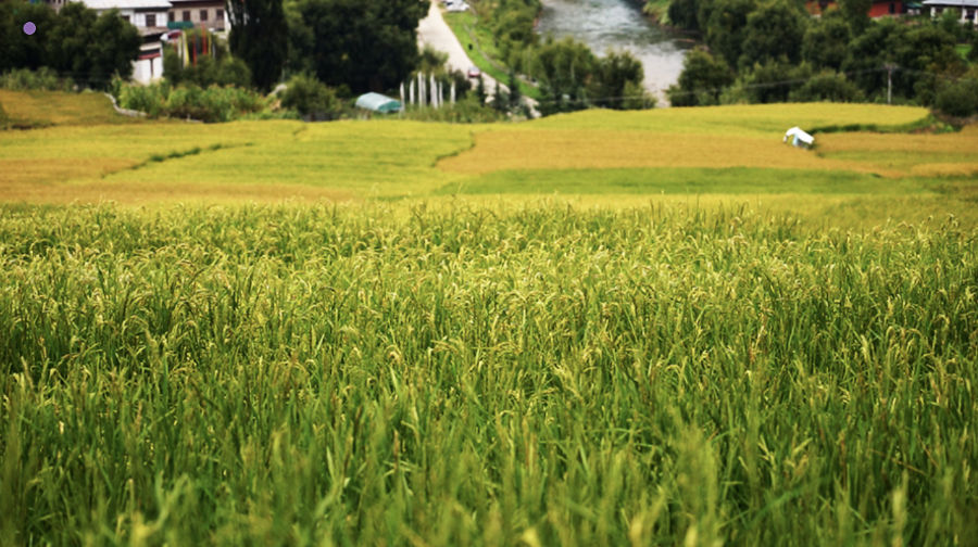 Long-awaited National Crop and Livestock Insurance scheme set to roll out this month