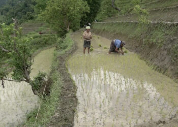 Bhutanese farmers reap fruits of His Majesty the Fourth Druk Gyalpo’s visionary Resettlement Programme