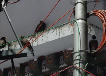 Rising myna birds population leaves Gelephu sleepless and frustrated