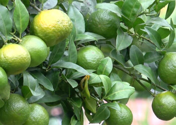 Early payments, competitive offers: Mandarin growers fetch good prices before harvest