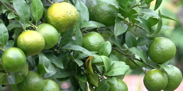 Early payments, competitive offers: Mandarin growers fetch good prices before harvest