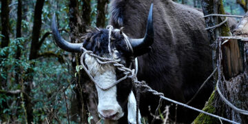 Animal Life Saving Committee ensures lifelong care for tshethar animals