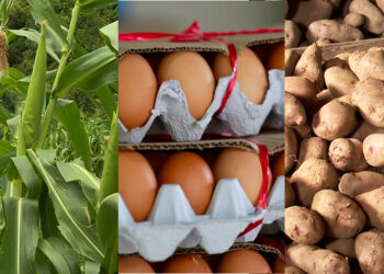 Agriculture and livestock production rise in Q3