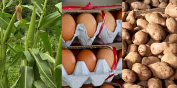 Agriculture and livestock production rise in Q3