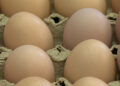 BLDCL eggs at lower price struggle to meet market demand, prices remain high