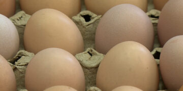 BLDCL eggs at lower price struggle to meet market demand, prices remain high