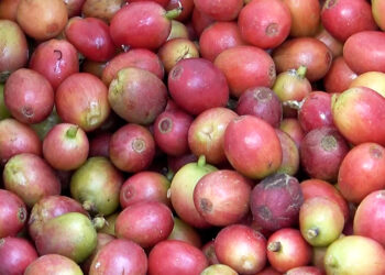 Gazawoong farmers in Pema Gatshel celebrate successful coffee harvest