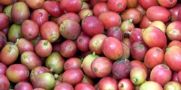 Gazawoong farmers in Pema Gatshel celebrate successful coffee harvest