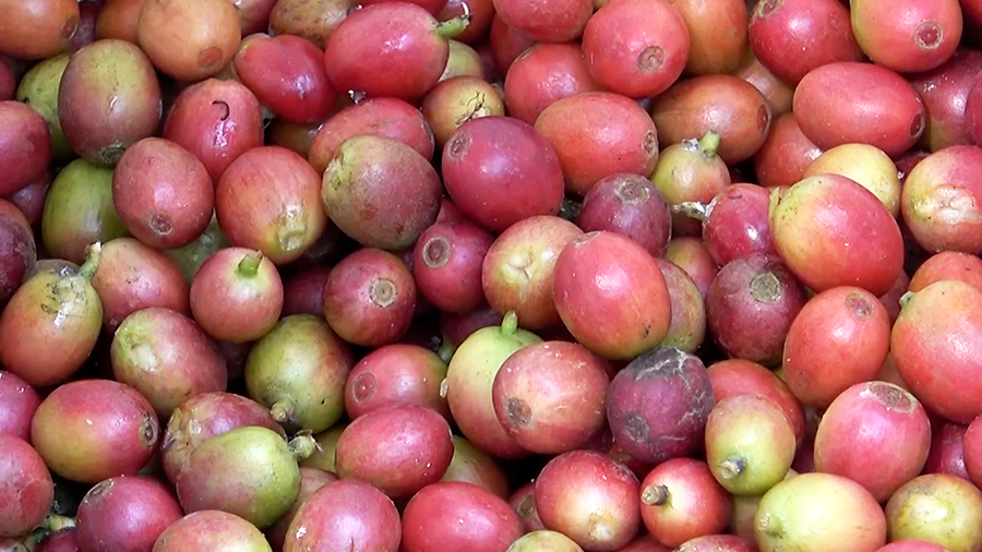 Gazawoong farmers in Pema Gatshel celebrate successful coffee harvest