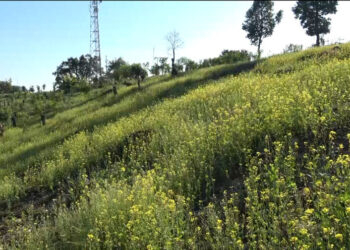 Dechhenling Gewog revives mustard cultivation to cut dependence on imported oil, Pema Gatshel