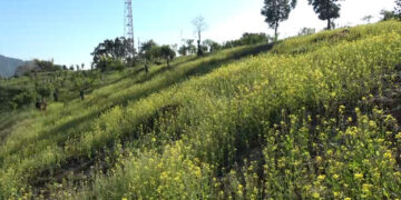 Dechhenling Gewog revives mustard cultivation to cut dependence on imported oil, Pema Gatshel