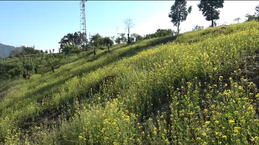 Dechhenling Gewog revives mustard cultivation to cut dependence on imported oil, Pema Gatshel