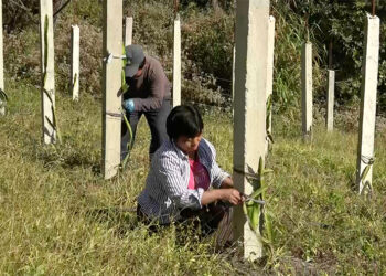 Yarjaywung farmers undertake mass dragon fruit plantation as oranges fade