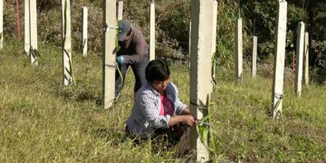 Yarjaywung farmers undertake mass dragon fruit plantation as oranges fade