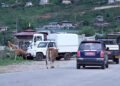 Stray cattle a concern, Paro plans to electronically trace cattle ownership