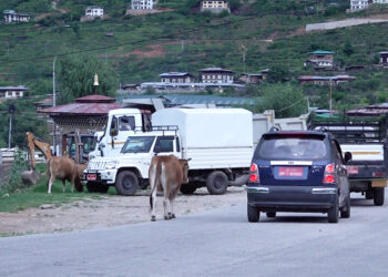 Stray cattle a concern, Paro plans to electronically trace cattle ownership