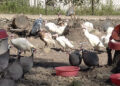 Turkey Breeding Farm promotes alternative poultry in Sarpang