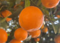 Mandarins thrive in Monggar’s Tongla Village