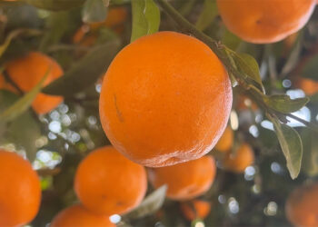 Mandarins thrive in Monggar’s Tongla Village