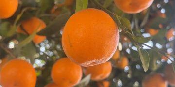 Mandarins thrive in Monggar’s Tongla Village