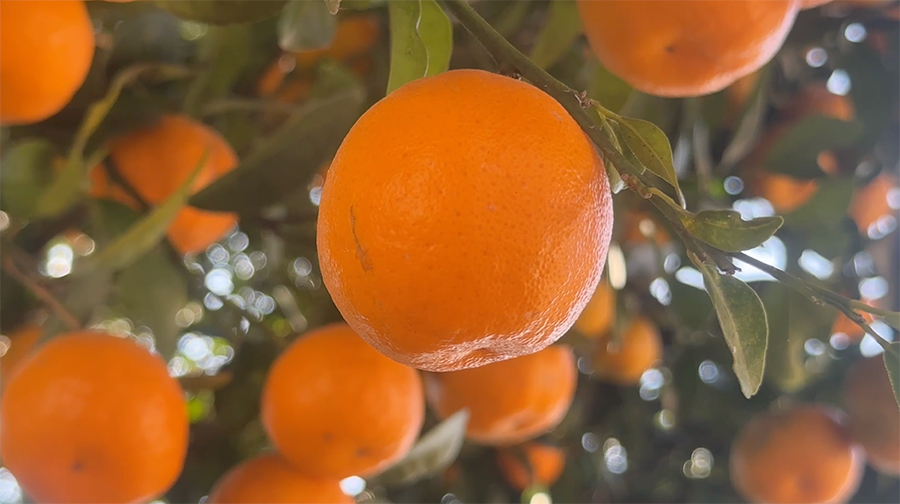 Mandarins thrive in Monggar’s Tongla Village