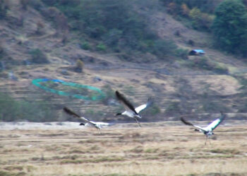 Trashi Yangtse gears up for Black-necked Crane Farewell Festival in Bumdeling