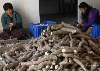 Cassava farming gains ground in Chhoekhorling Gewog
