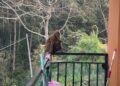 Monkey menace worries Phuentshogling residents
