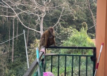 Monkey menace worries Phuentshogling residents