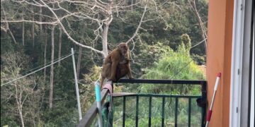 Monkey menace worries Phuentshogling residents