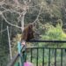 Monkey menace worries Phuentshogling residents