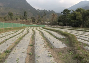 Sergithang farmers aim to produce over 114 tonnes of early Bhutanese chillies