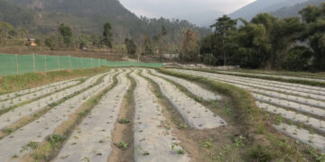 Sergithang farmers aim to produce over 114 tonnes of early Bhutanese chillies
