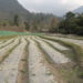 Sergithang farmers aim to produce over 114 tonnes of early Bhutanese chillies