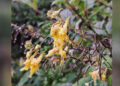 New plant species recorded in Bhutan