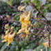 New plant species recorded in Bhutan