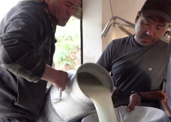 Orong dairy farmers hope road upgrade will end monsoon milk losses, Samdrup Jongkhar