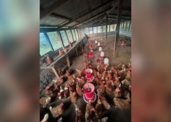 35 poultry die as bird flu hits Zhemgang villages